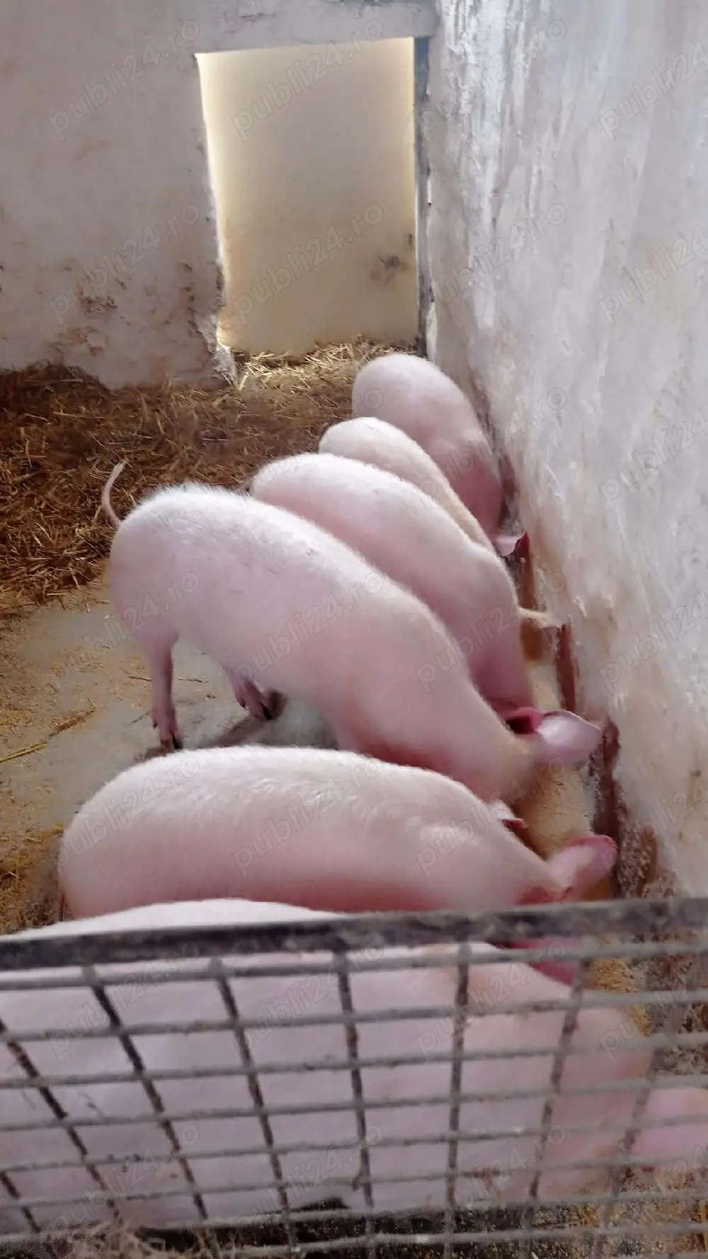 soldani rasa marele alb 