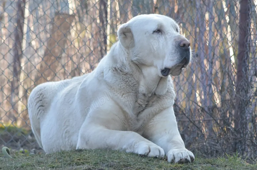 Femela Ciobanesc Asia Centrala