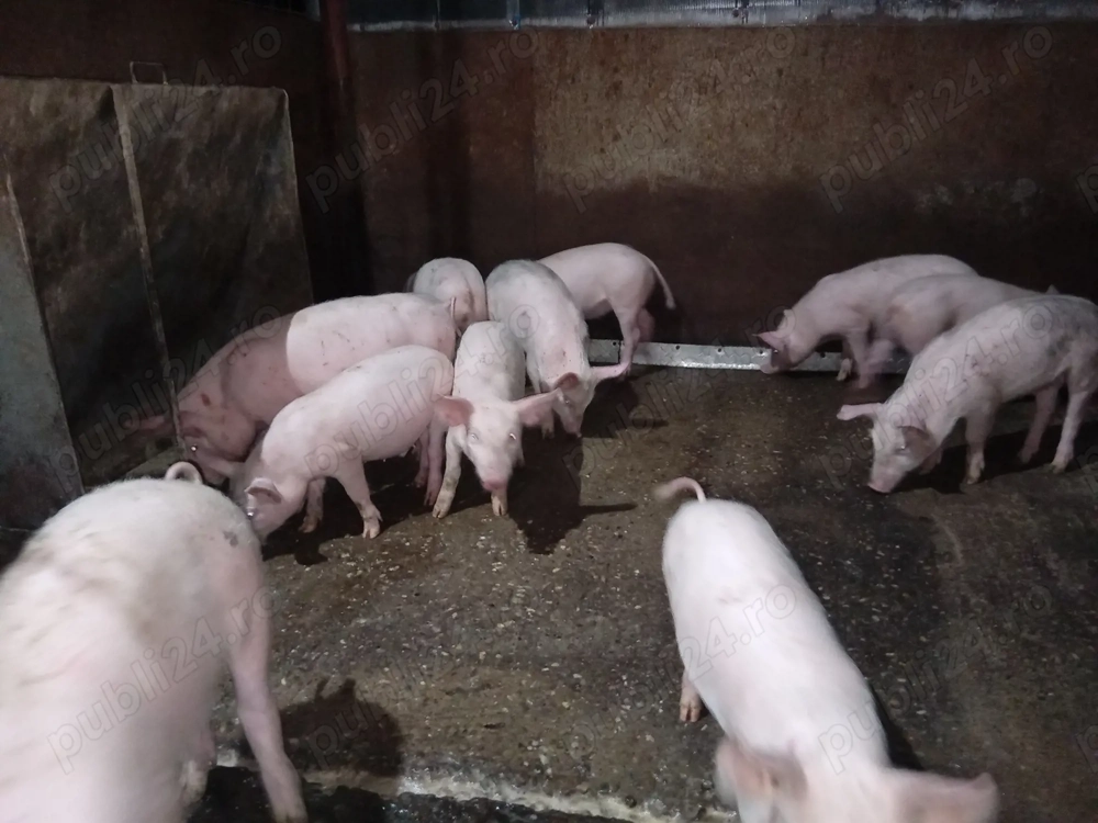 Mascuri 25-30 kg și purcei 9 săptămâni 