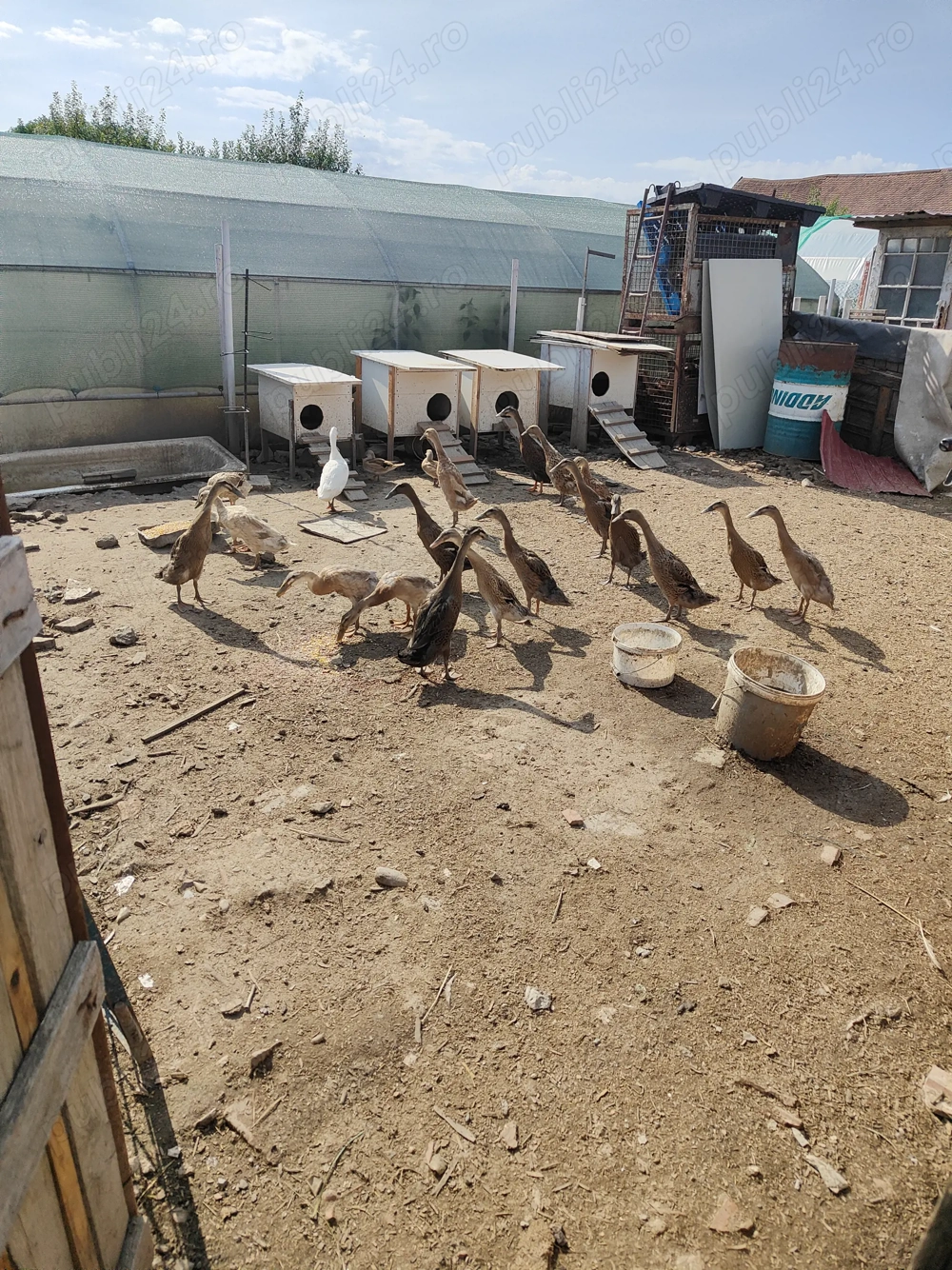 Vând rate indiene 5+2 