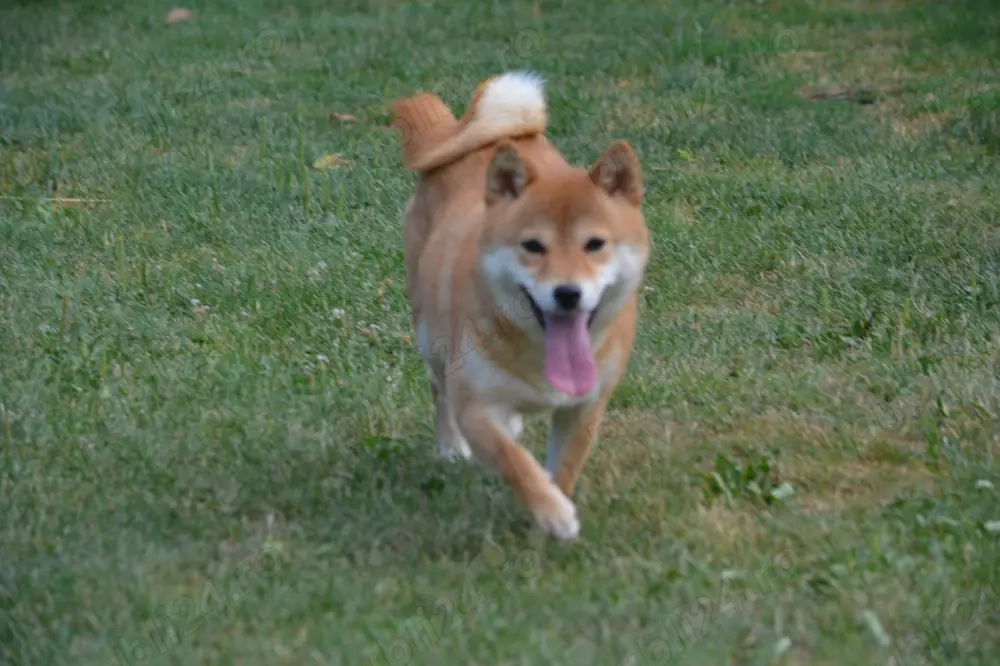 Femela Shiba-Inu