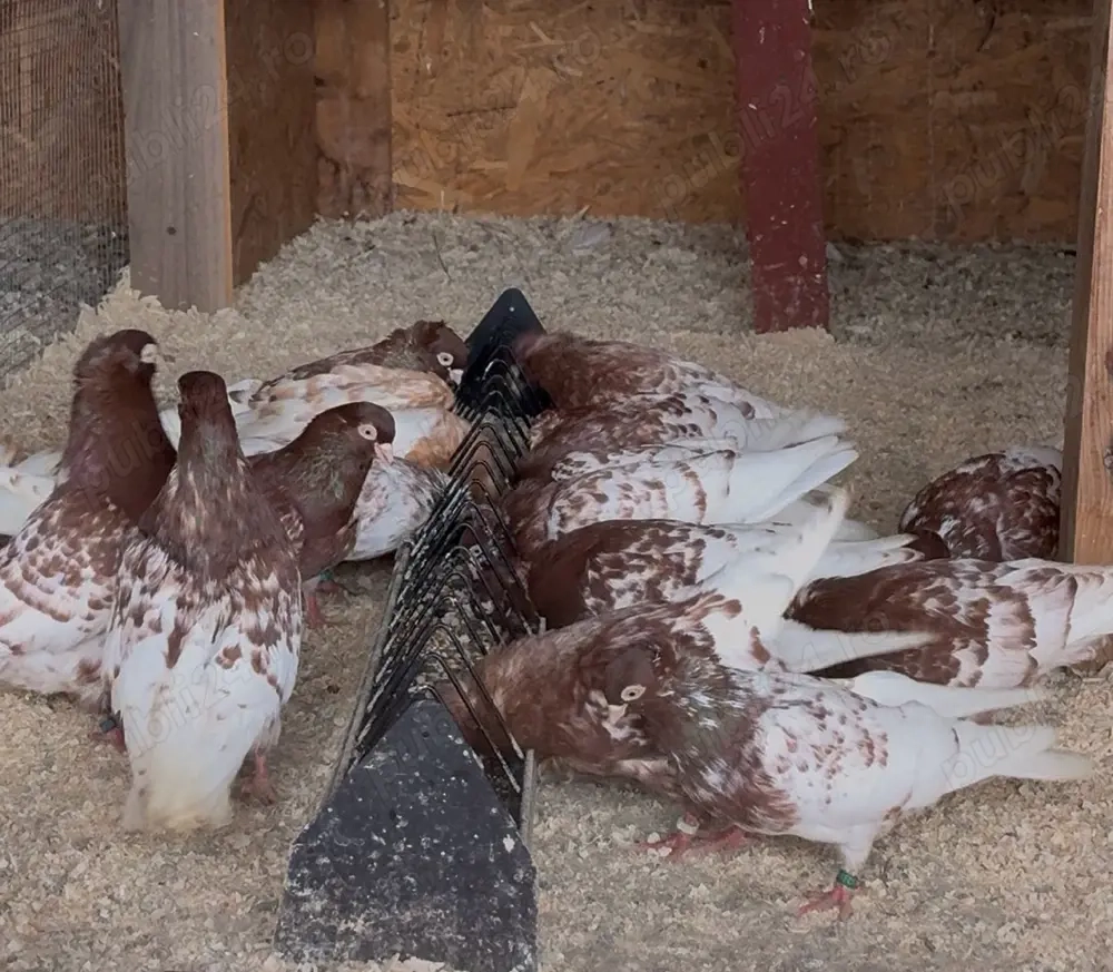 Sudbatschkaer Tummler 