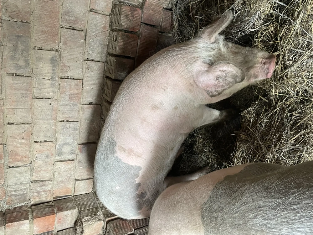 Porci crescuți în gospodărie 