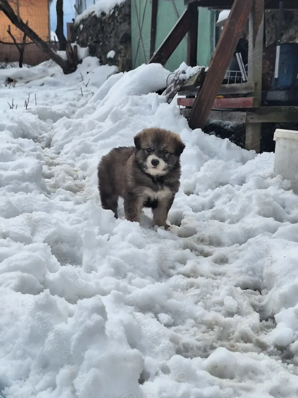 Catelusa de 7 saptamani