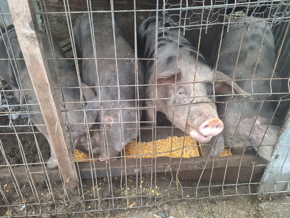 Porci de peste sută ..120kg