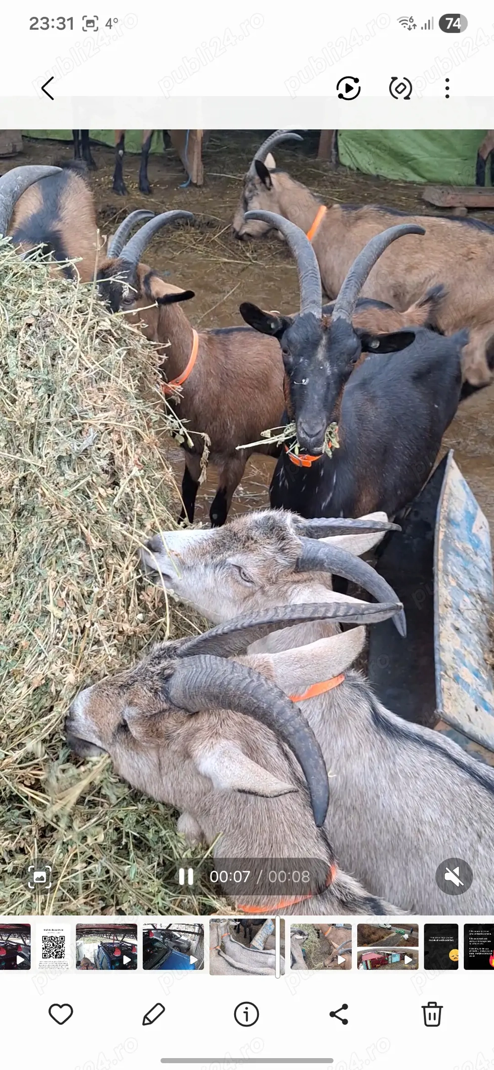 Alpine franceze gestante