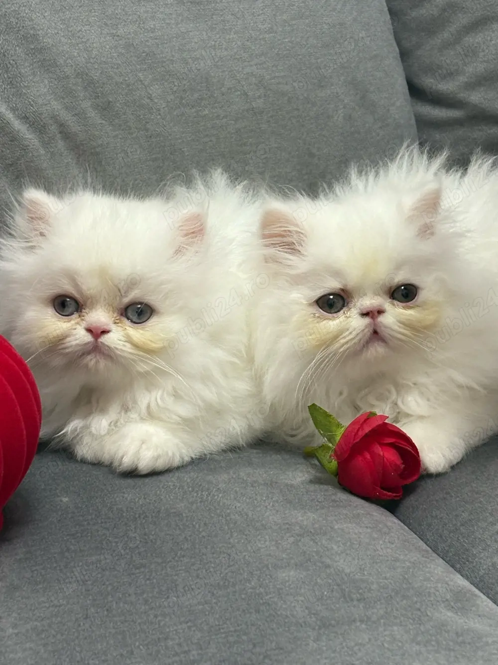 Puiuți Pisică Persana cu Pedigree   Rasă Pură, Deosebită