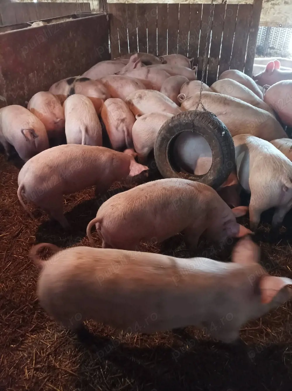 vând 44 buc soldani  40-45-50-55-60-65kg