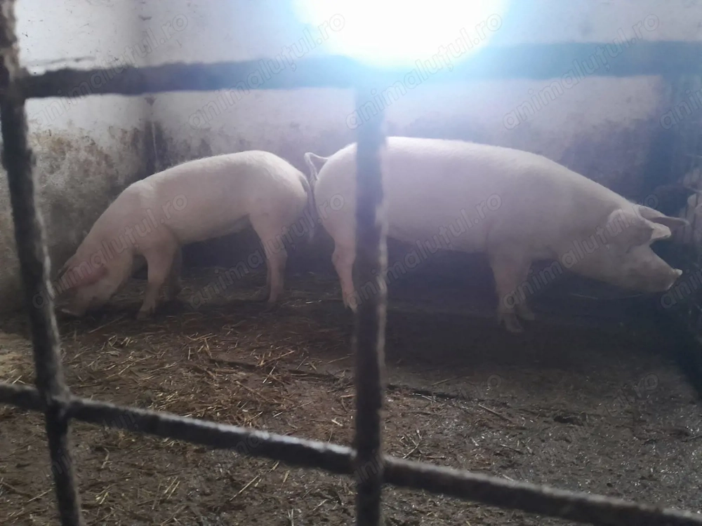 Animale de curte,porci