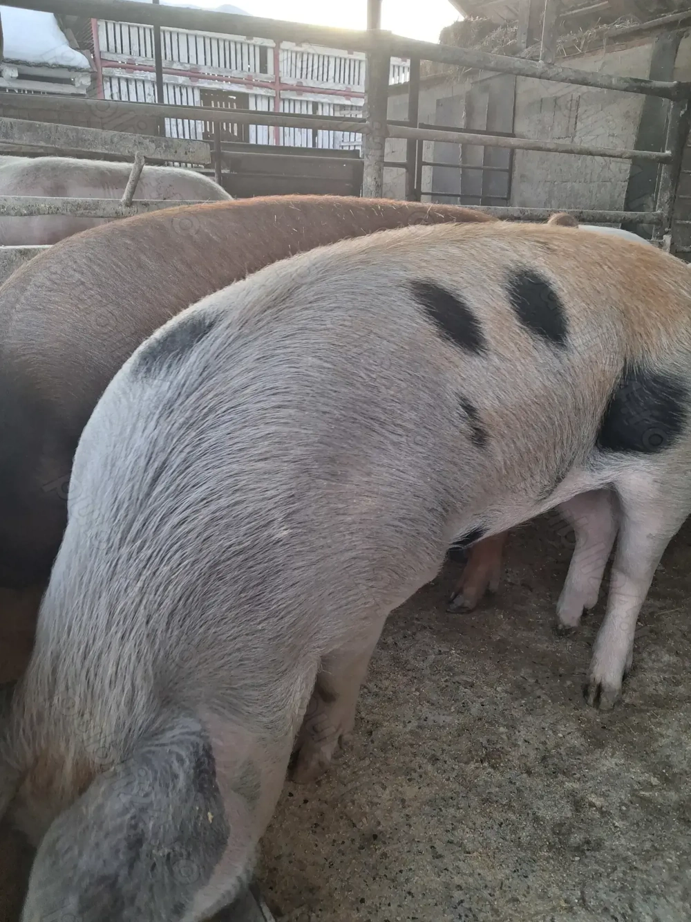 de vânzare 4 masculi 90...120 kg rasă marele alb și petrean ofer transport 