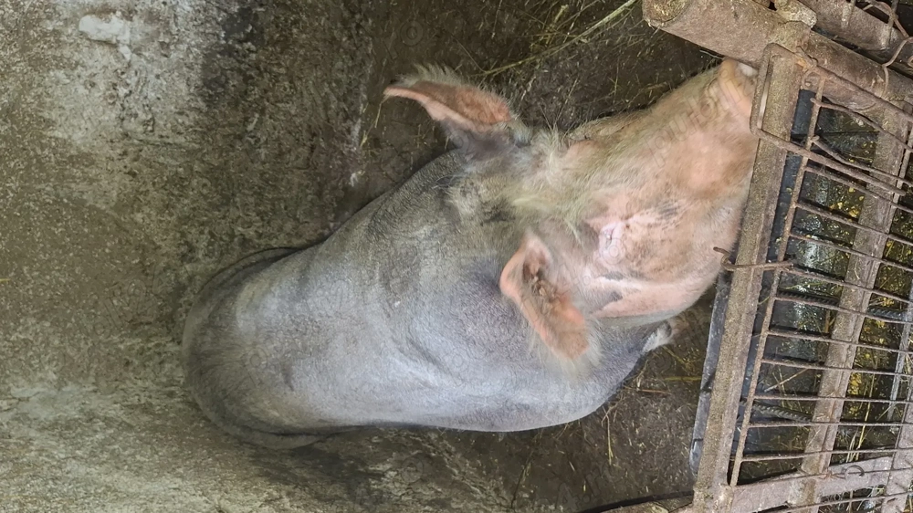 de vinzare  purcea Pietran rasă pura 