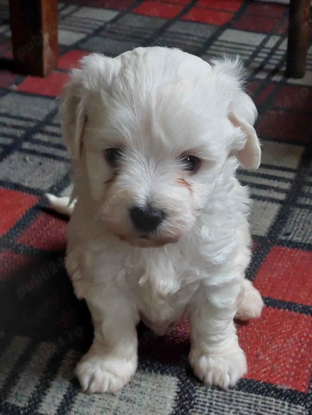 VÎND Cățeluși bichoni maltezi rasă pură 