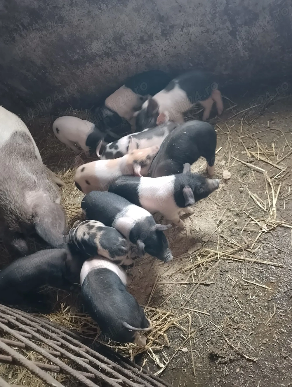 Purcei de 6 saptamani disponibili 