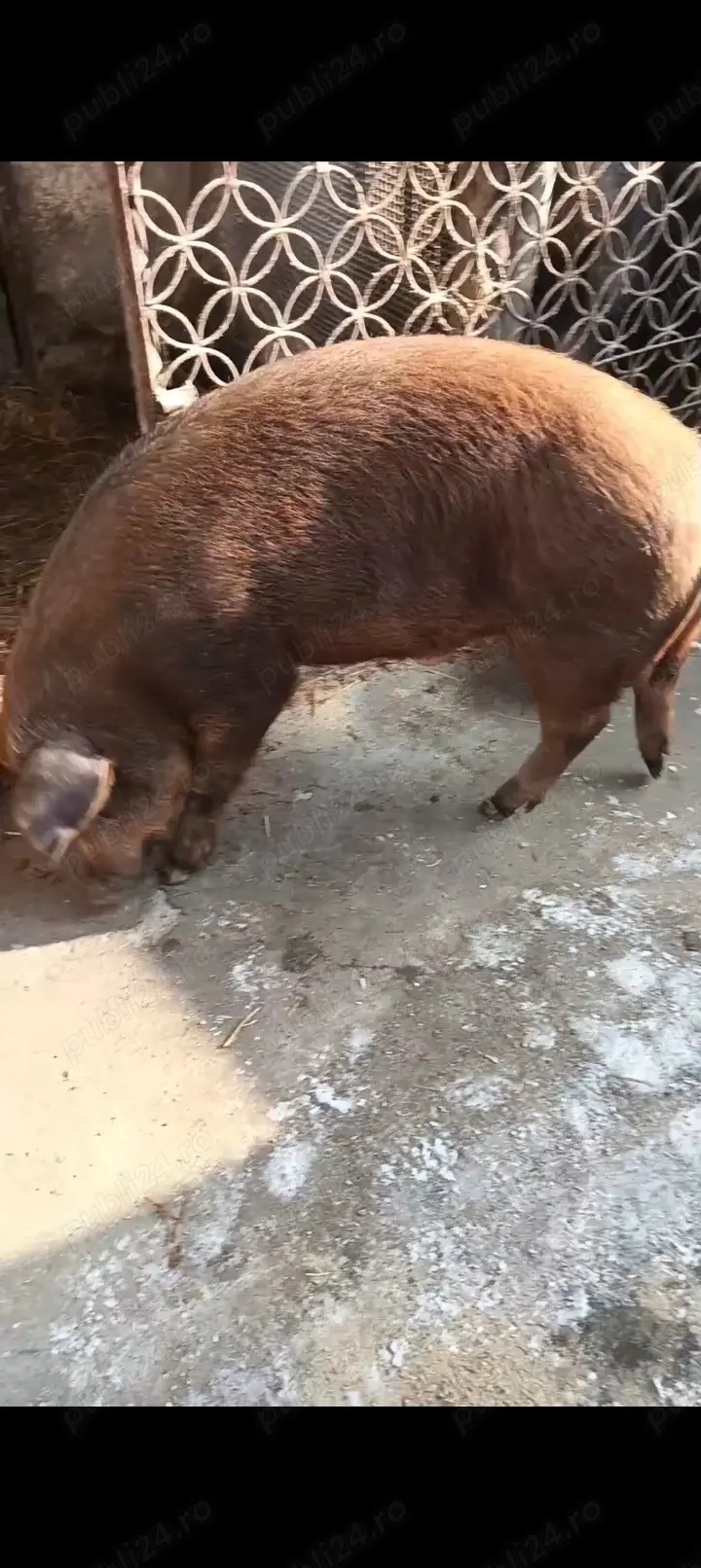 Duroc pt sacrificat 