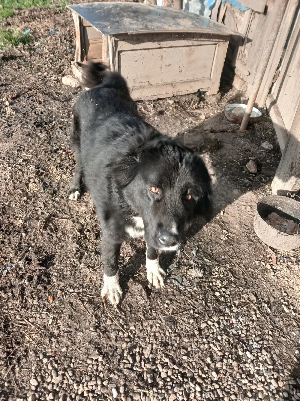 vand catea coarba de 2 ani 