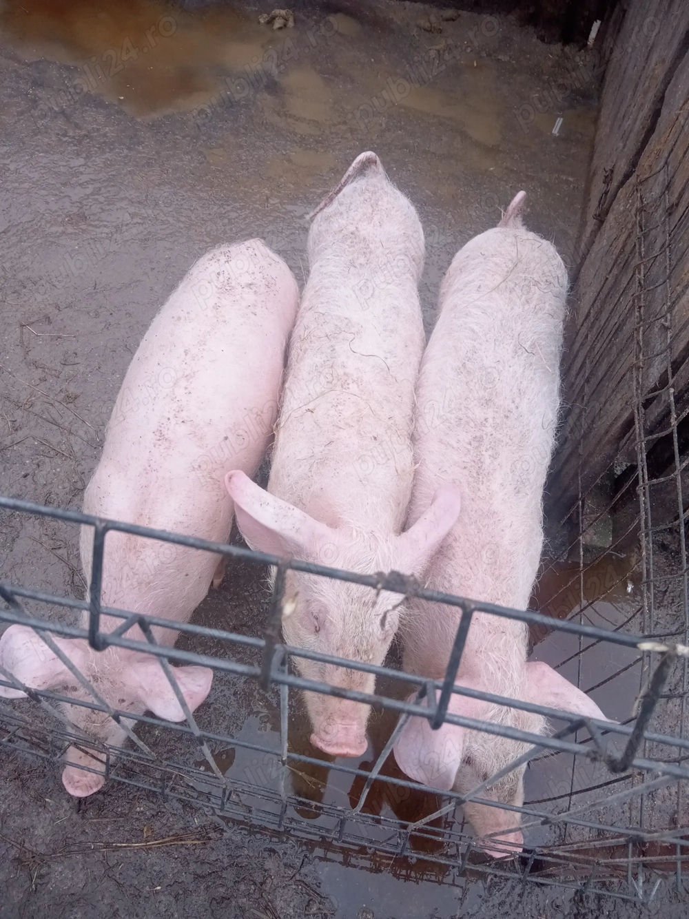 Purcei de vânzare 