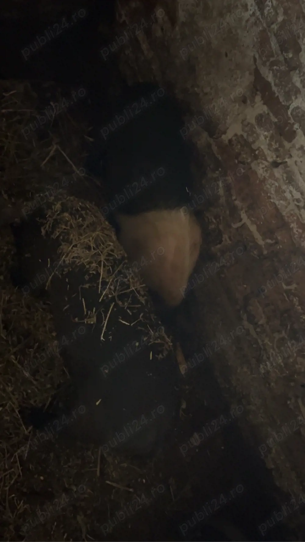 vand un vier si doi purcei 20 de milioane toti trei 