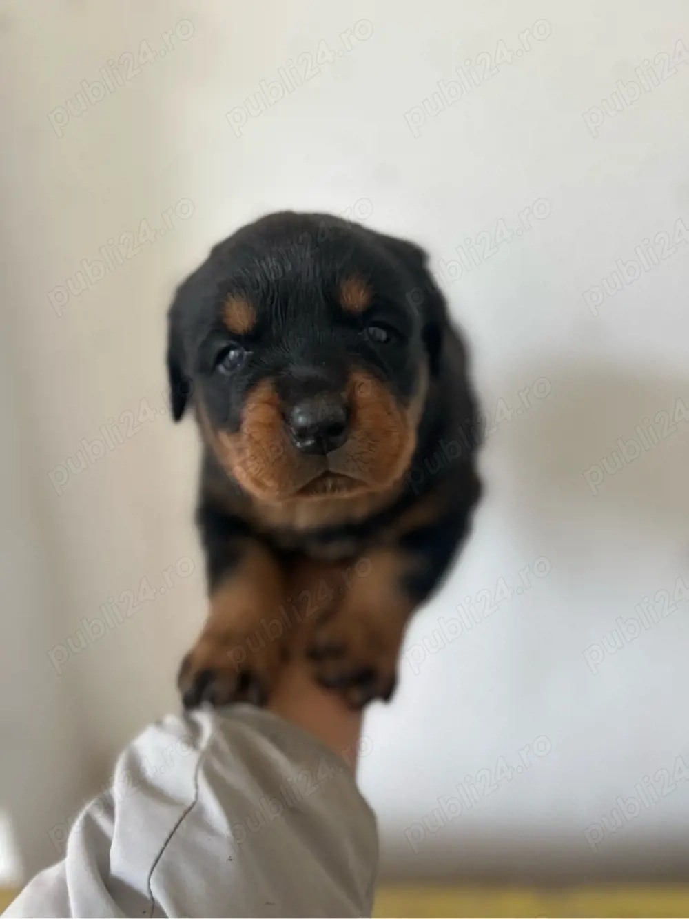 Rottweiler cu pedigree   5 pui (3 fete, 2 băieți)