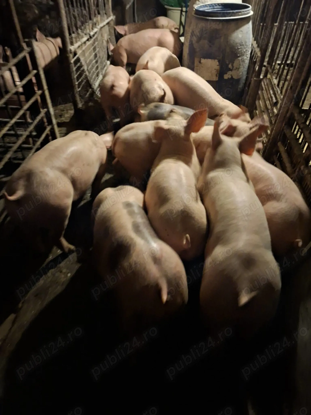 Grasuni pietrean cu pic castrati si deparazitati 25 40 kg