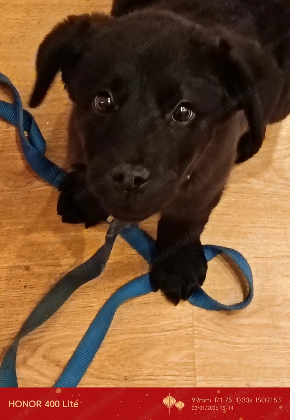 Vând pui de labrador femela de 2 luni