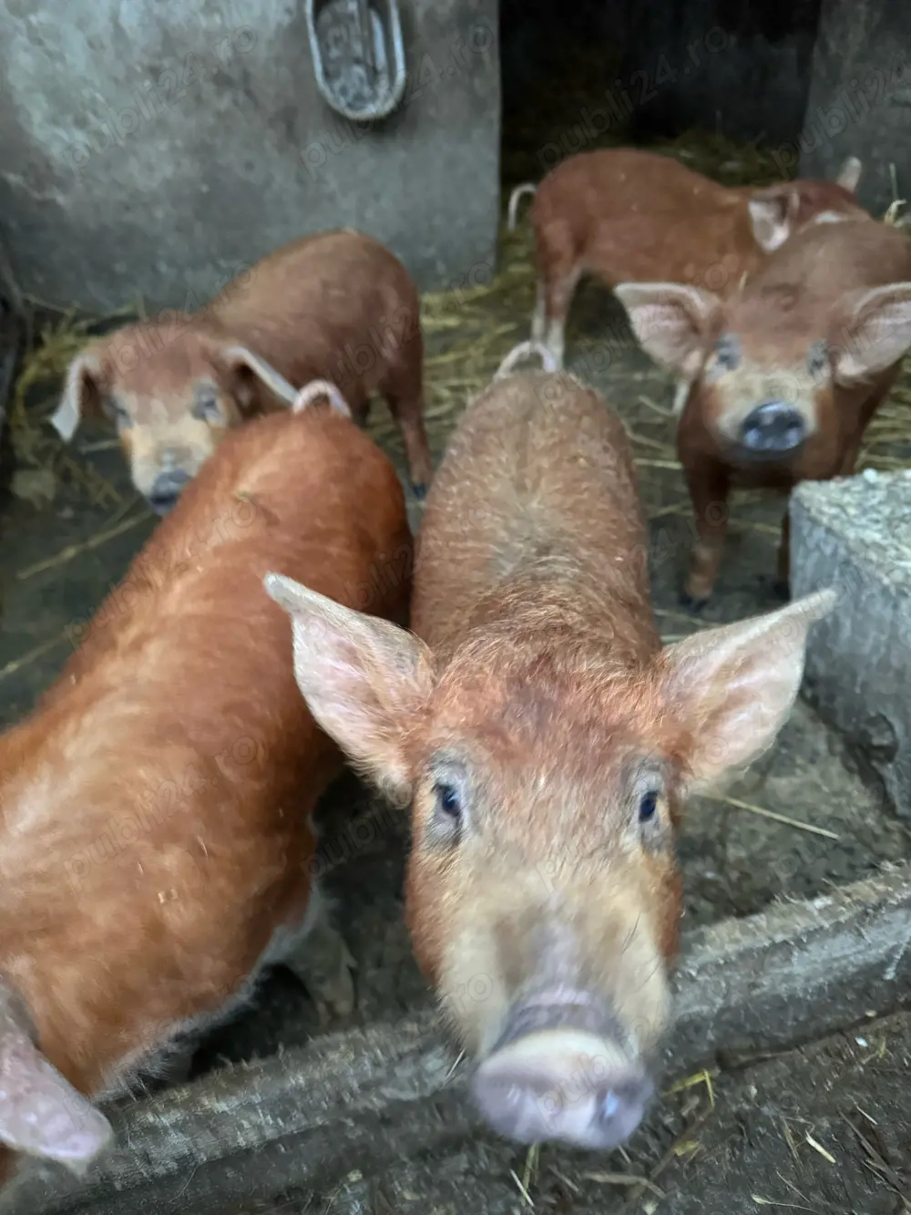 Purcei Duroc 