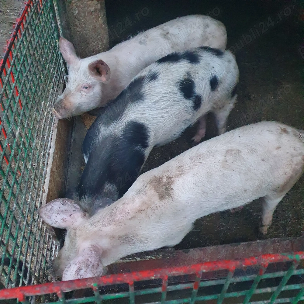 Disponibili purcei 6 luni