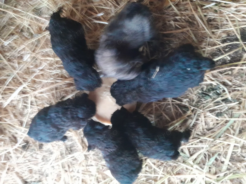 Vind catei de intors olle 