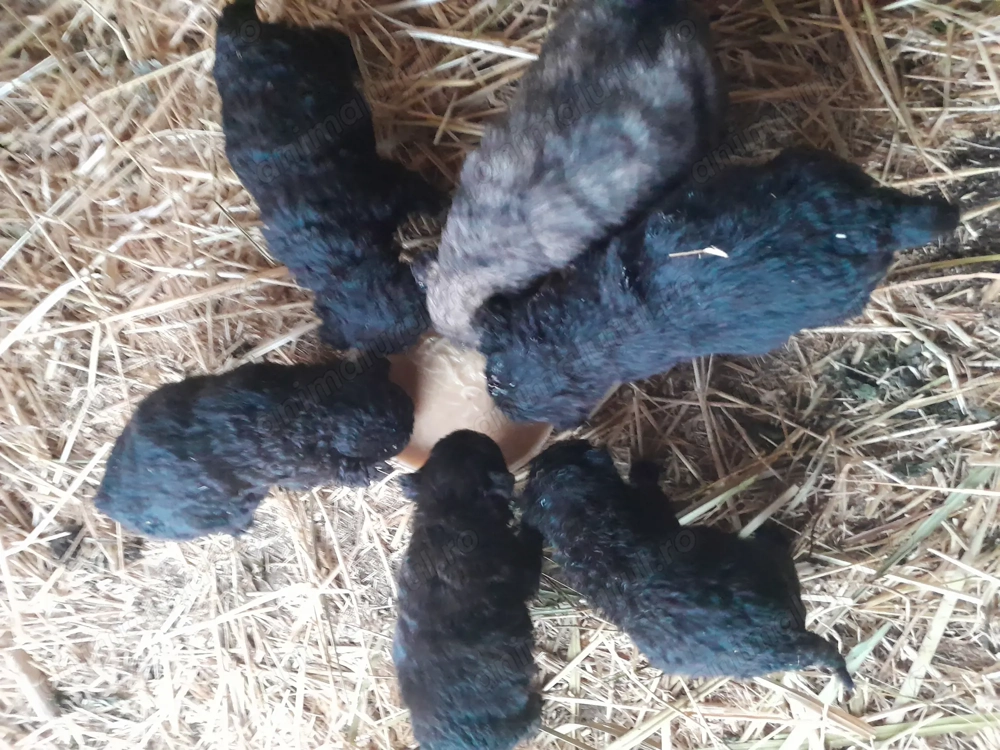 Vind catei de intors olle 