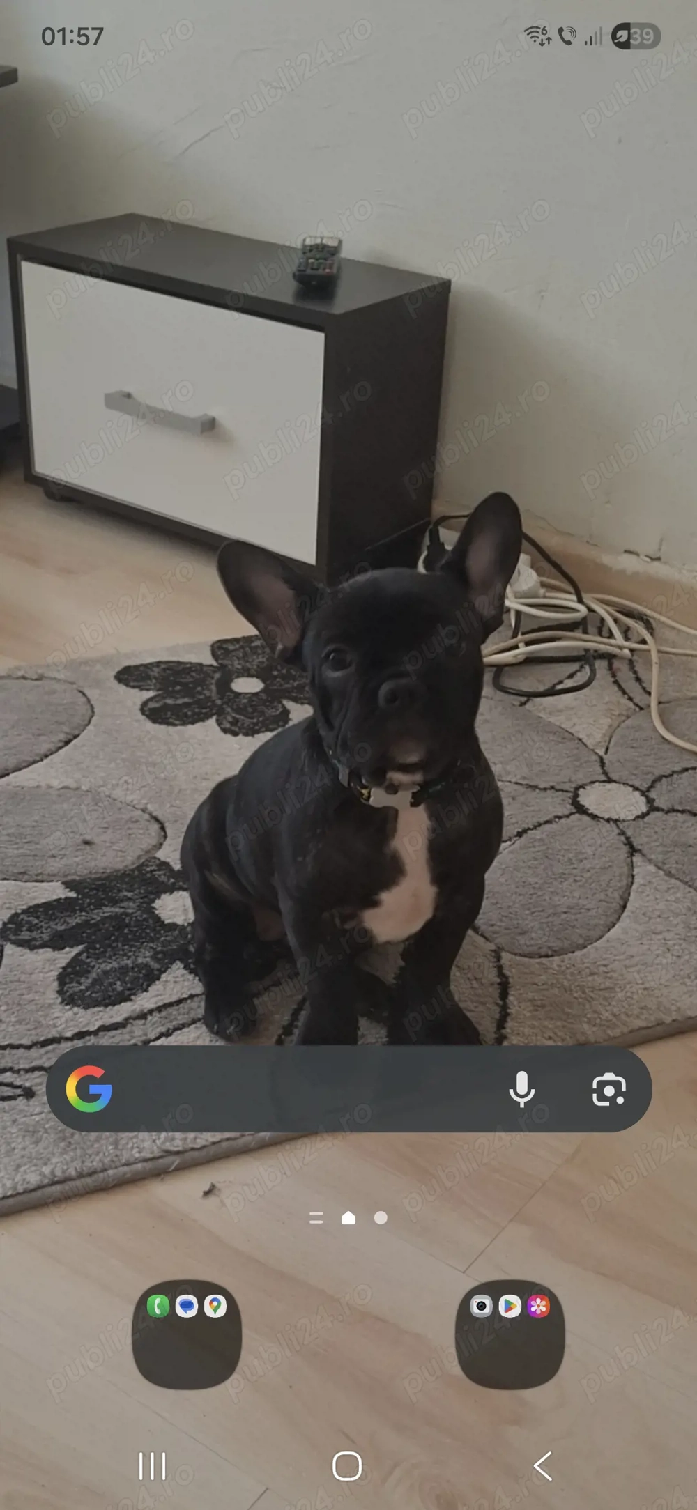 Catelusa buldog francez fac si schimb cu mascul de talie mica.