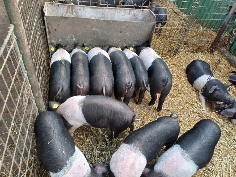 Purcei Bazna rasă pură 