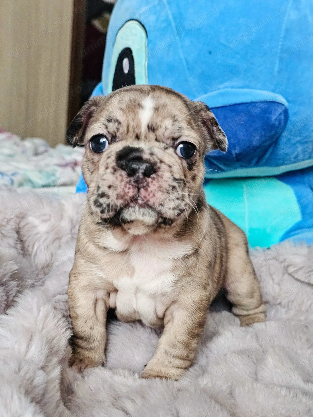 Căței Bulldog Francez   crescuți cu grijă, sănătoși și gata să devină parte din familie