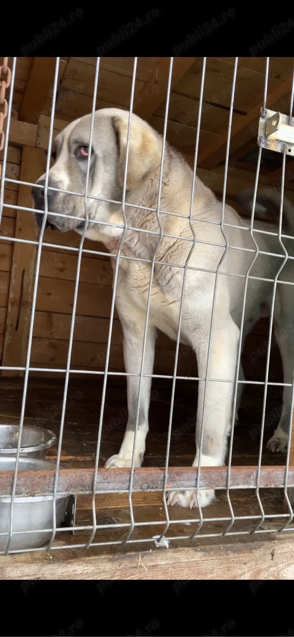 mascul ciobanesc de asia centrala