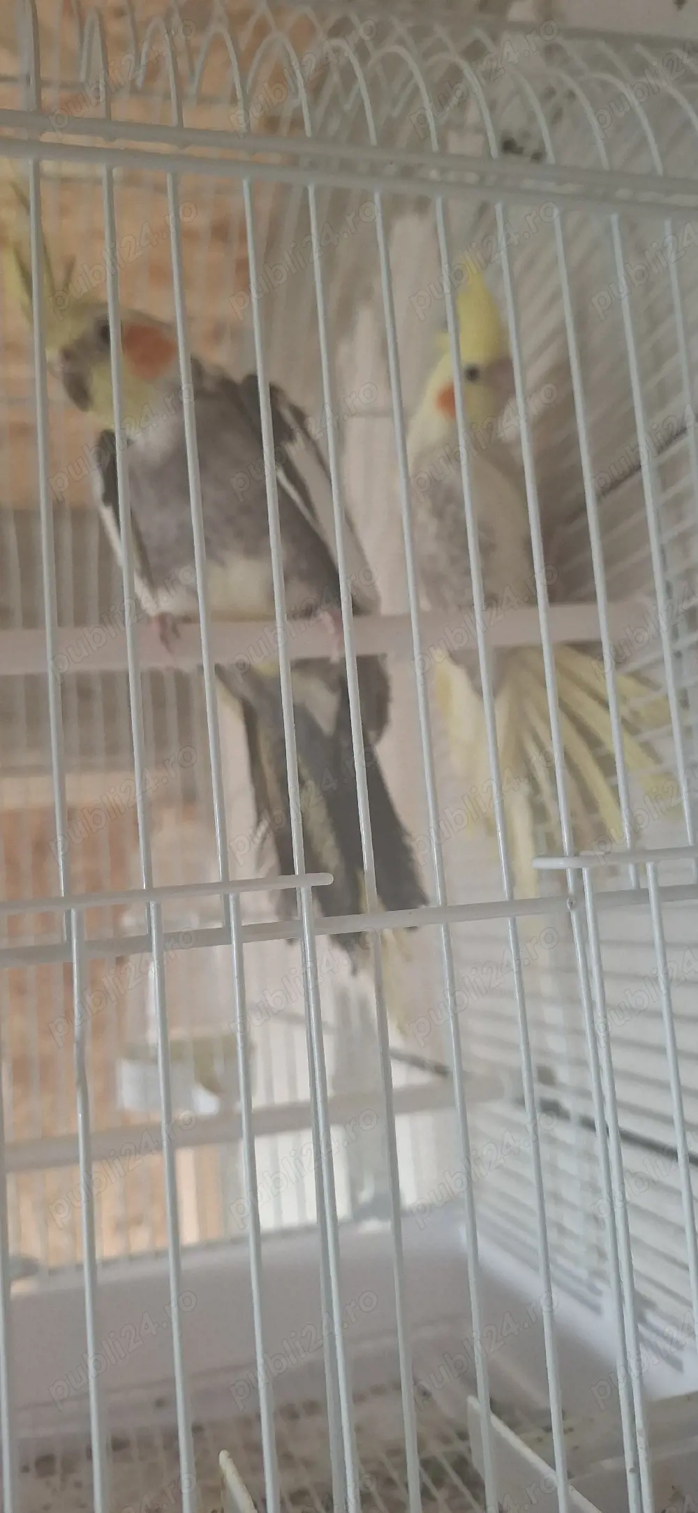 vând sau schimb cu diverse păsări de colivie 