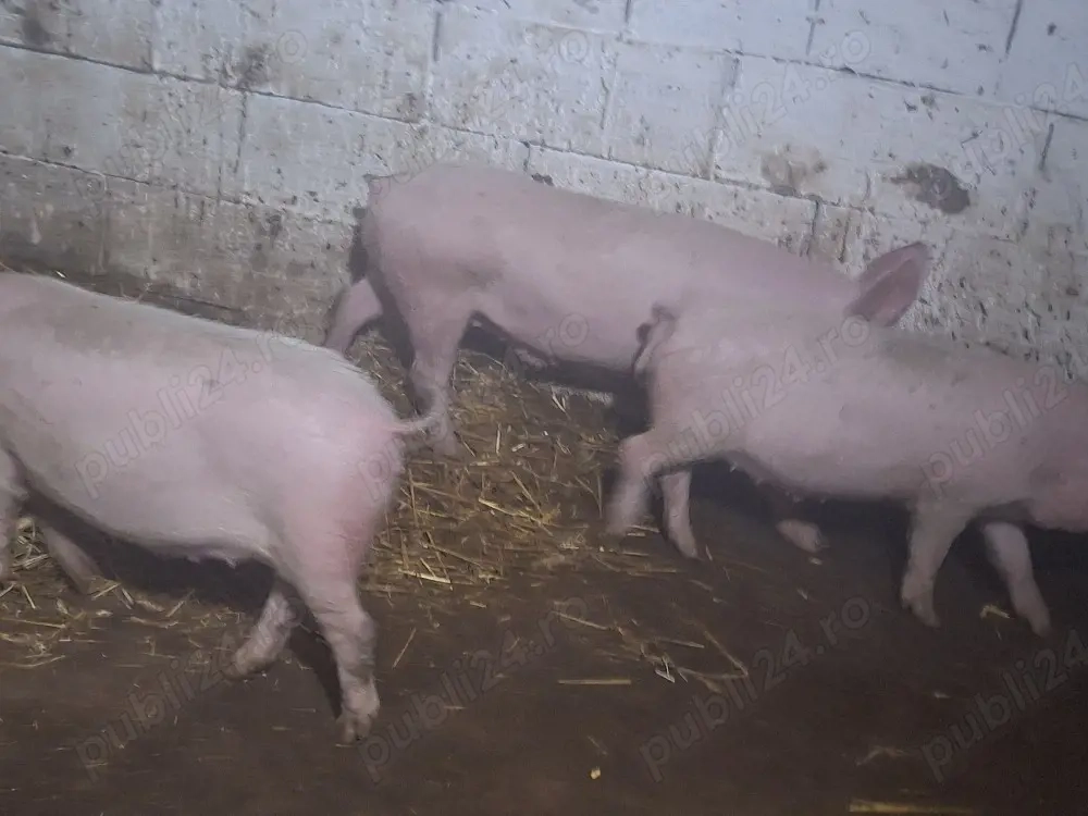 de vanzare soldani de carne 35 50 kg 