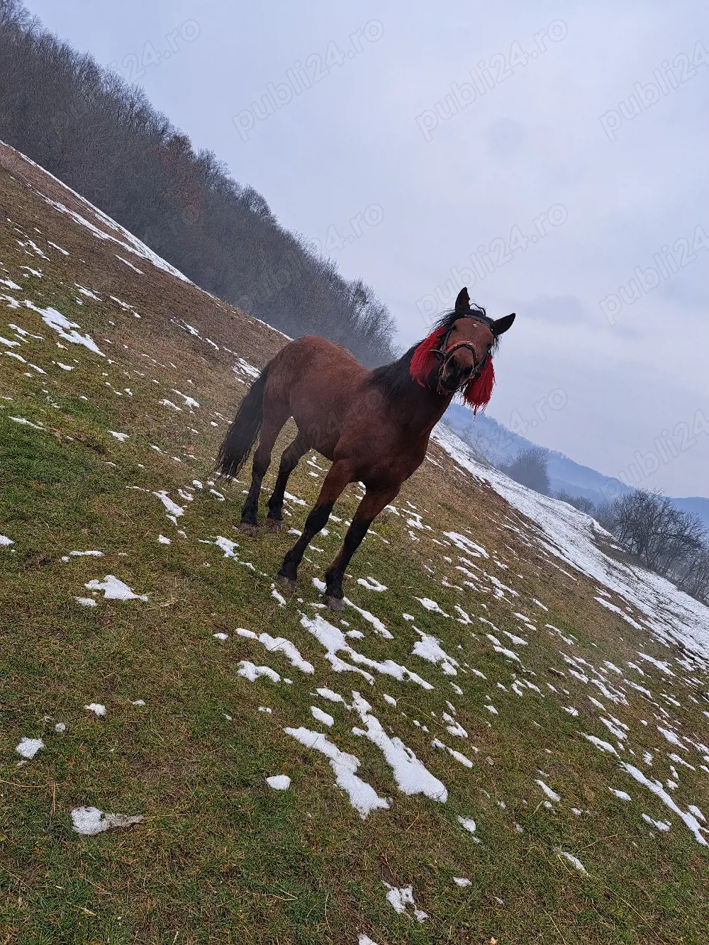 Armăsar de vânzare 