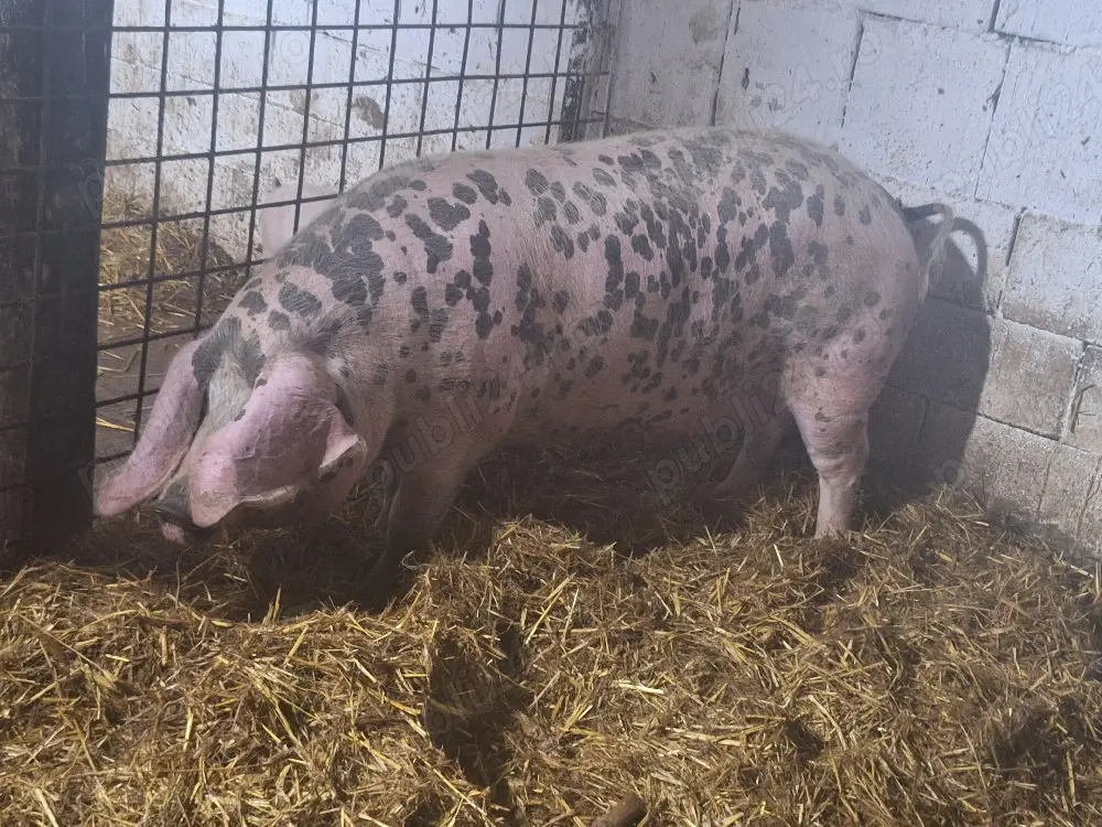 vand porc de caren la 230kg 