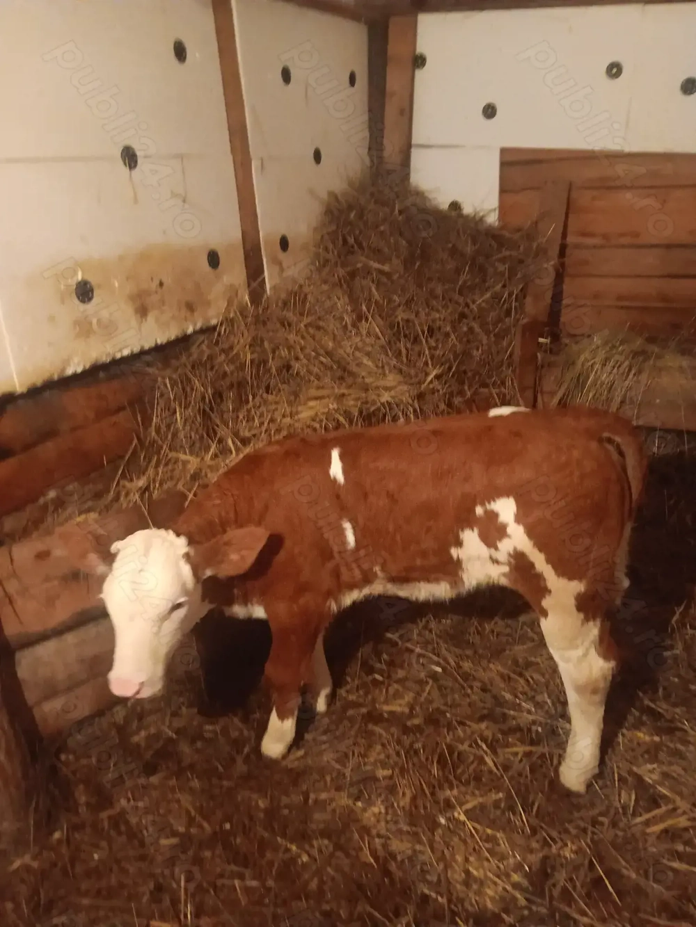 Vând o vițea baltata românească de 7 săptămâni din mama bună de lapte