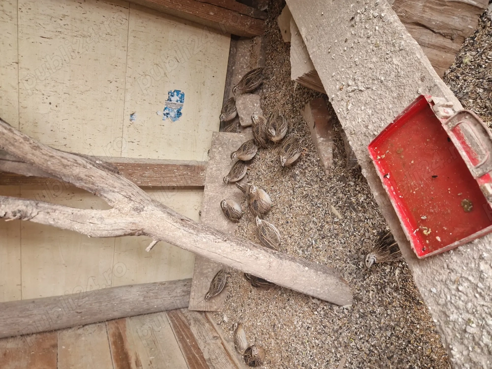 Prepeliță pitpalac inelate crescut captivitate 