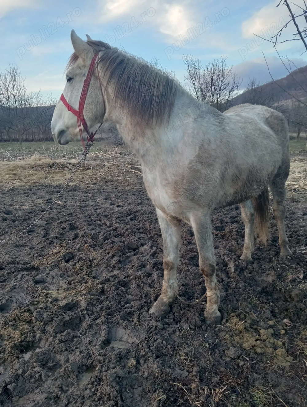 Vând cârlan  de 3 ani