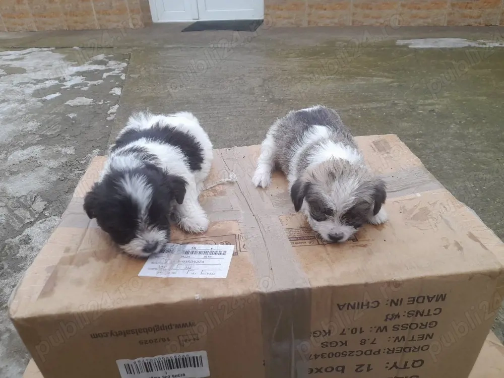 vand catel bichon havanez