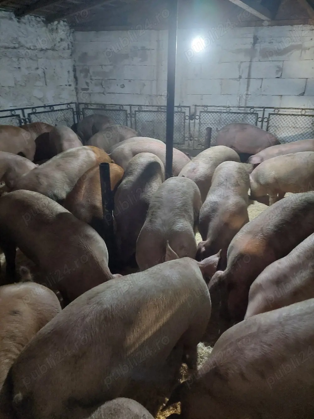 porci si purcei de vanzare 