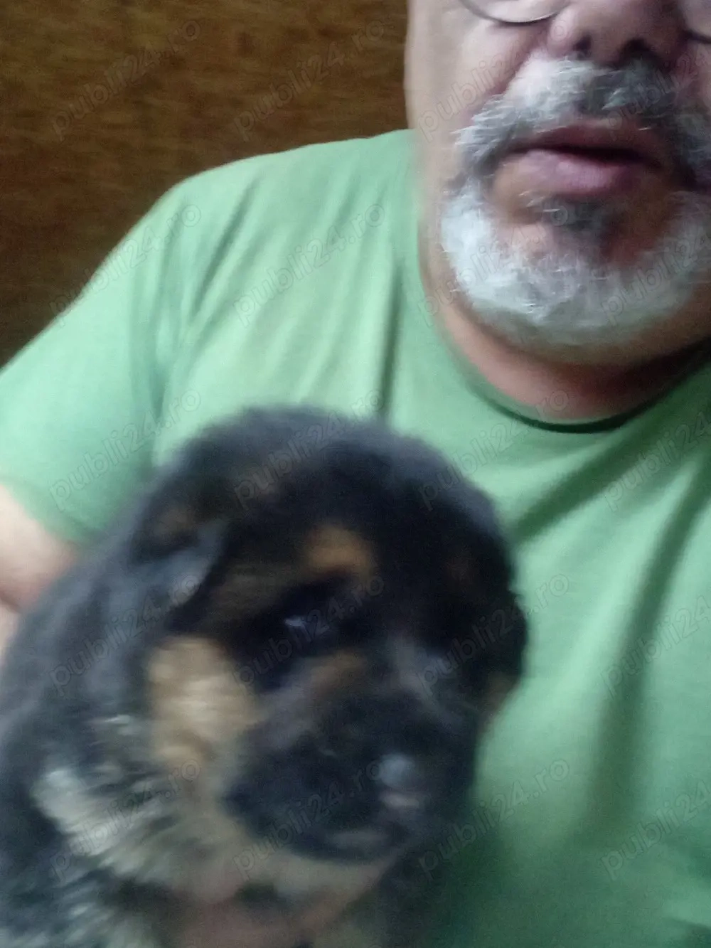 pui ciobănesc german 