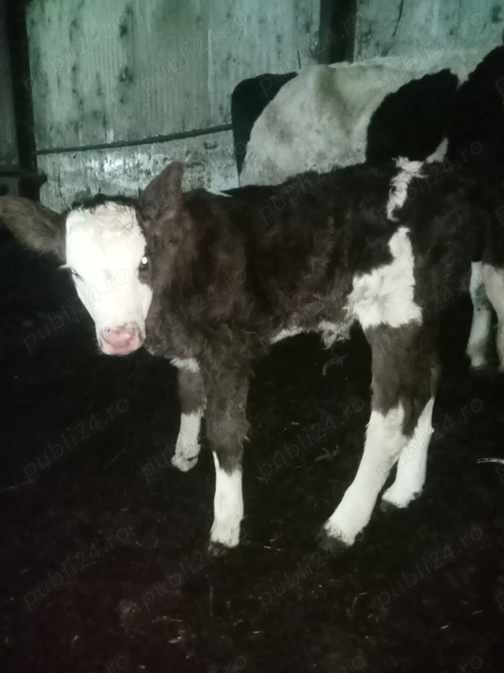 Vând vițel de lapte    .