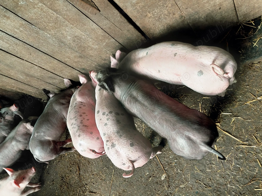 Vand o grasuna  si purcei