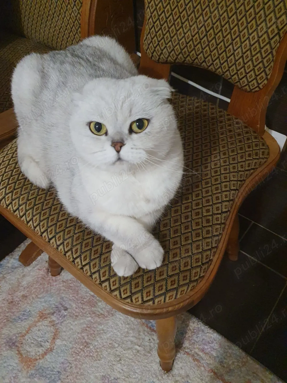 Donez 2 pisici vaccinate- mamă si pui.Sunt sterilizate si foarte cuminti.