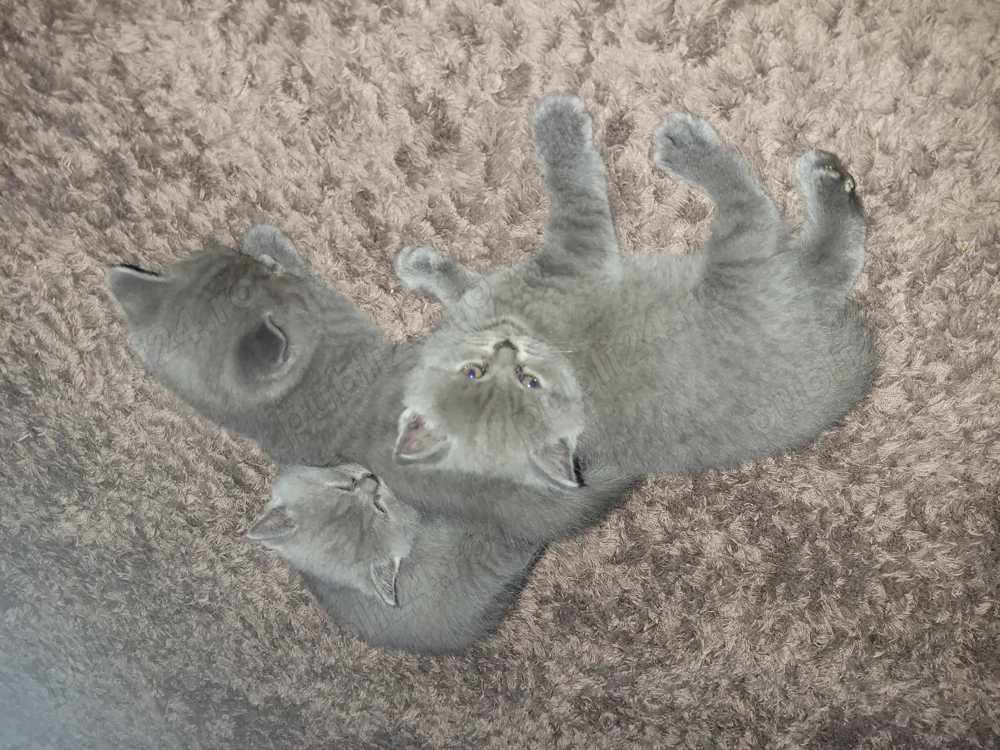 Pisicute british shorthair blue 