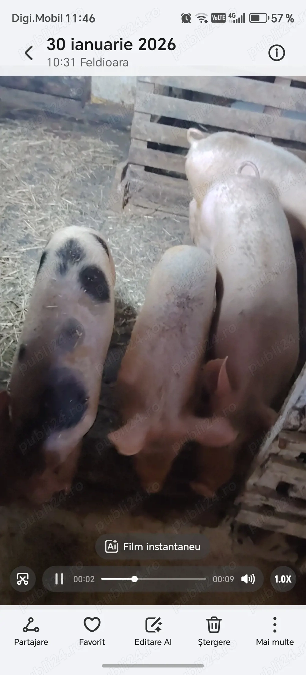 Soldani de vanzare... 