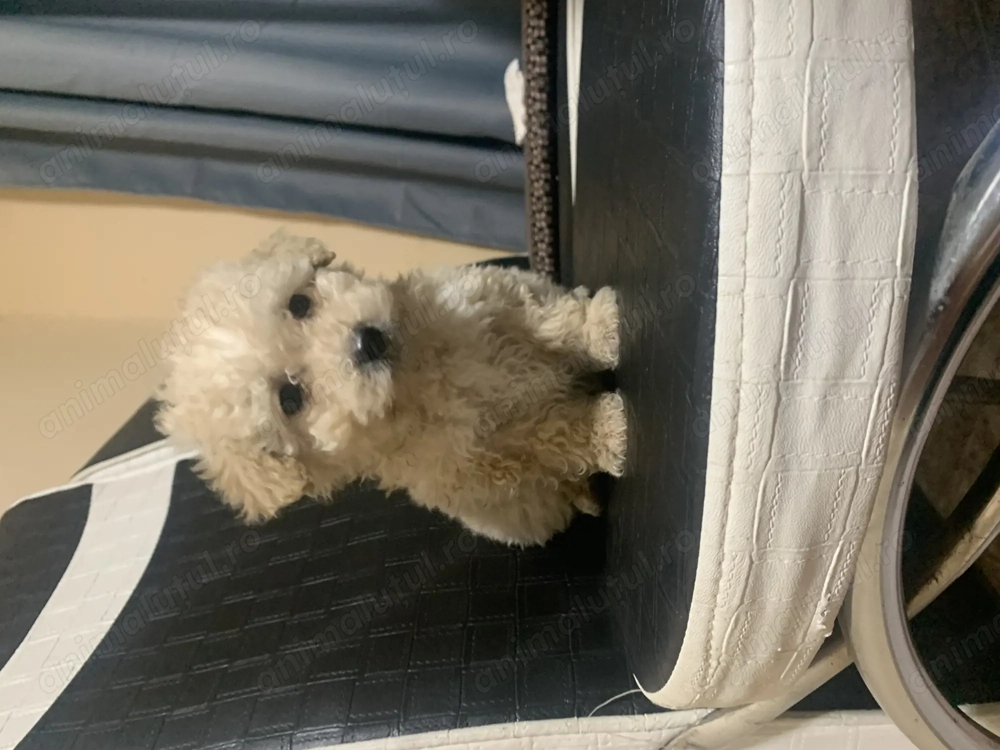  Maltipoo jucăuș  și drăgălaș 