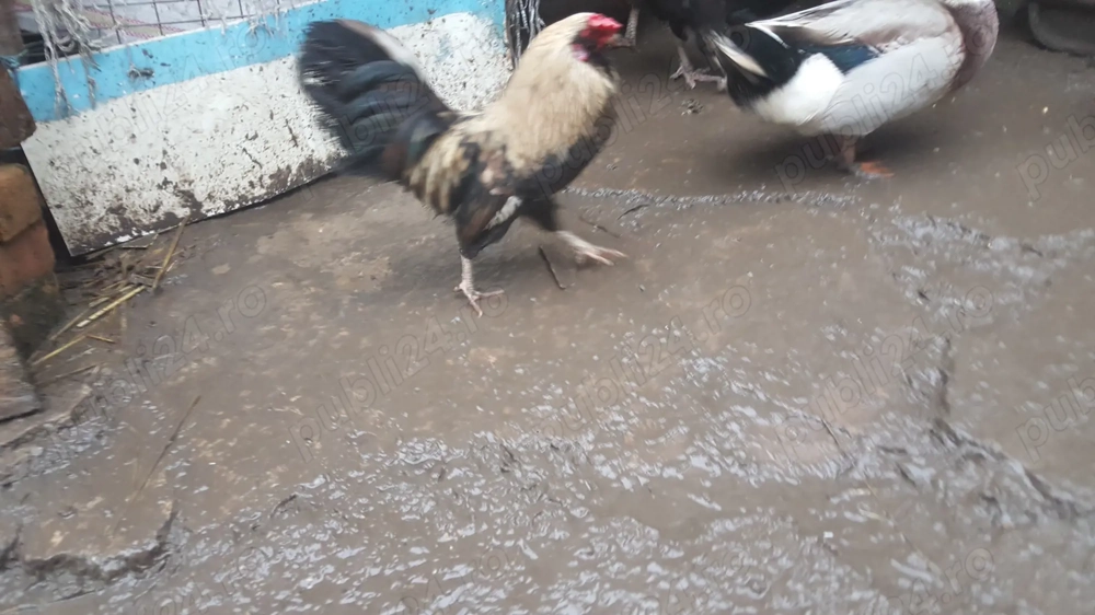 vind cocosi americani