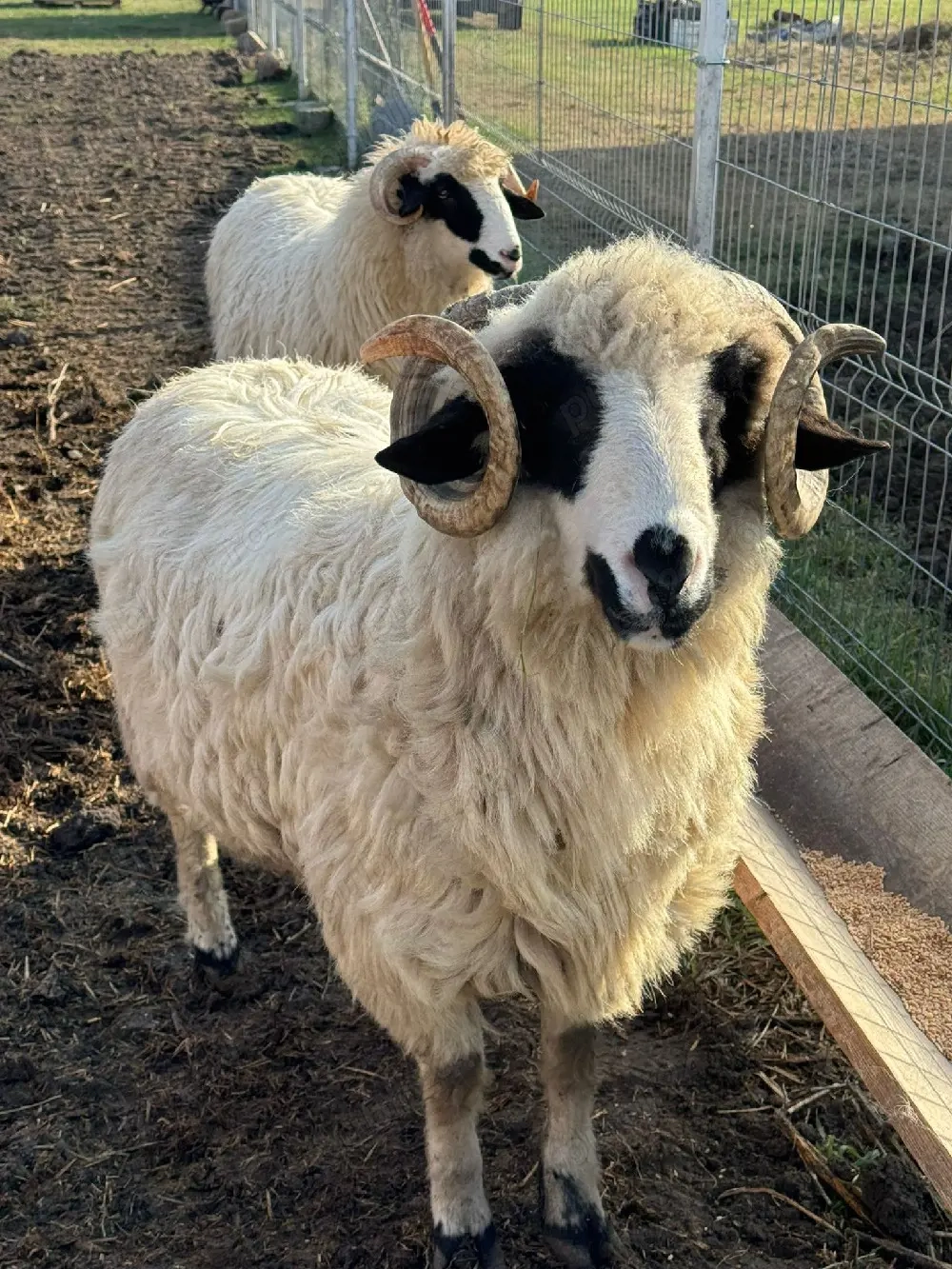 vând doi berbeci țurcani